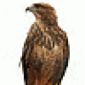 sokol